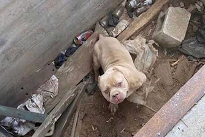 Abbandonato in un cantiere e destinato a morire da solo, oggi Leroy ha una casa, una famiglia e l’amore che nessuno gli aveva mai dato.