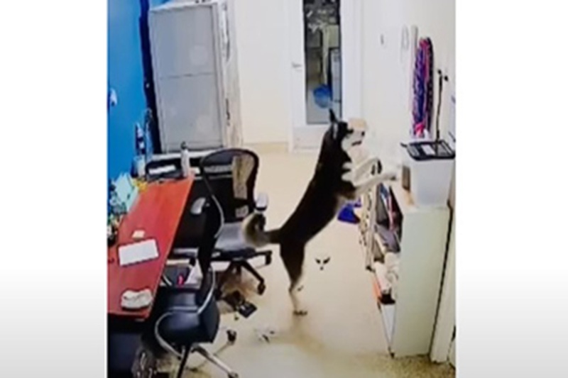 King, ospite del rifugio in Arizona, ha aperto una porta, cercato cibo e messo a soqquadro un ufficio prima dell’arrivo della Polizia.