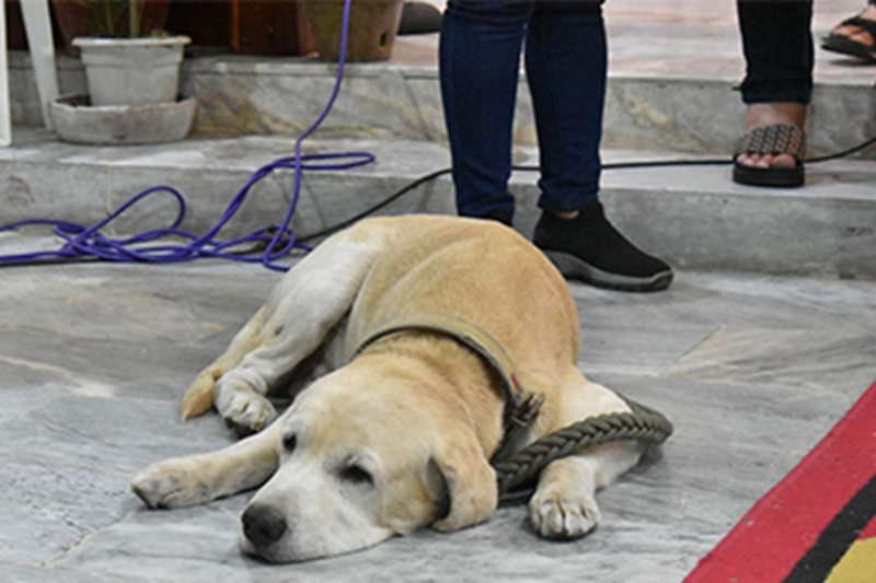 L’anziano cane Labs è rimasto accanto alla bara del vescovo Víctor C. Ocampo, mostrando una fedeltà profonda che ha emozionato migliaia di persone.