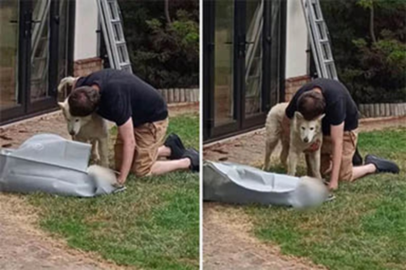 Hanno condiviso una vita intera, fino all’ultimo istante. Il video della cagnolona cieca accanto al corpo del fratello Tyson ha spezzato il cuore di milioni di persone.