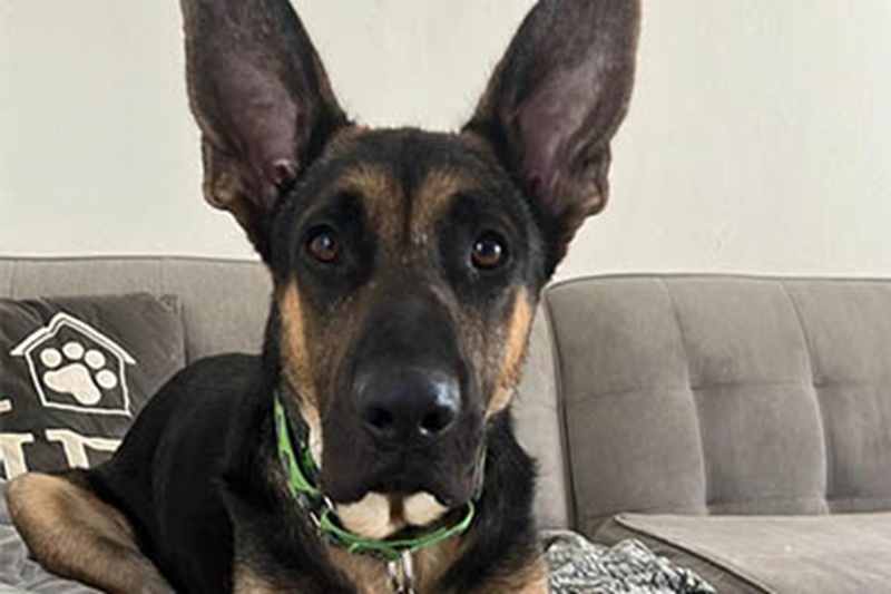 La sua famiglia lo ha lasciato in clinica in condizioni gravi. Ora Chance, cucciolo di 7 mesi, è rinato grazie all’amore dei volontari.