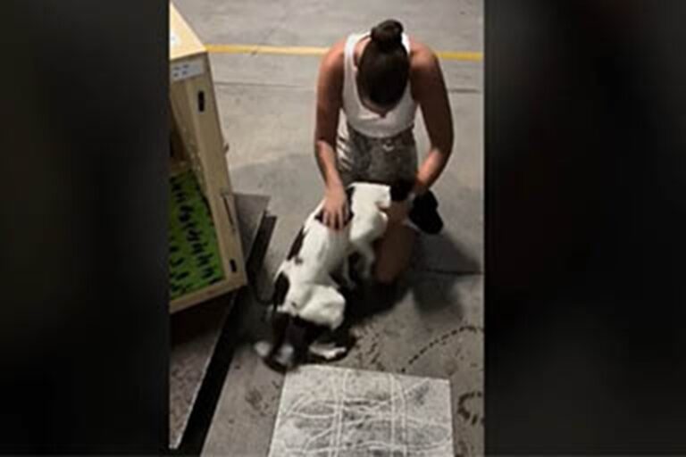 Dall’Inghilterra all’Australia, 14 mila chilometri per amore: dopo un mese di attesa, il piccolo Sprocker Spaniel è tornato tra le braccia dei suoi proprietari.
