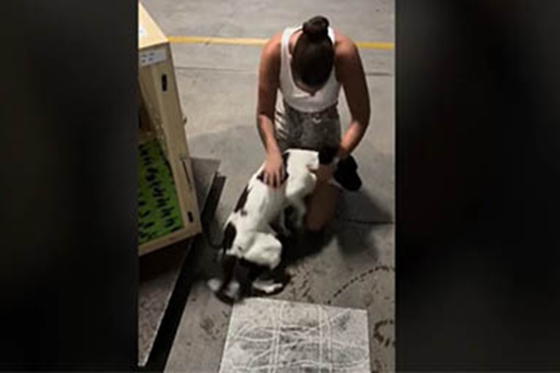 Dall’Inghilterra all’Australia, 14 mila chilometri per amore: dopo un mese di attesa, il piccolo Sprocker Spaniel è tornato tra le braccia dei suoi proprietari.