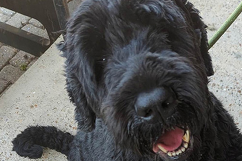 Barney, Terrier russo nero ridotto a un blocco di pelo indurito da urina e feci, è stato salvato dalla Rspca. Il proprietario non potrà avere animali per 5 anni.