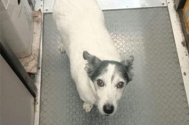 Il cane Giorgio, dodici anni, ogni giorno raggiunge il bar di Scortichino dove faceva colazione con il proprietario ora scomparso.