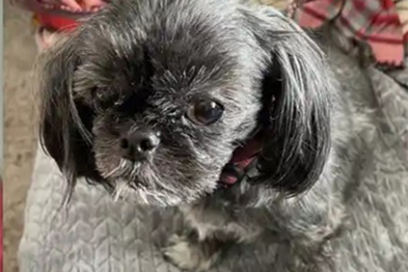 La storia di Sarah di Austin fa il giro del web: la giovane si dimette dopo il rifiuto di un giorno di permesso per la morte del suo cane.