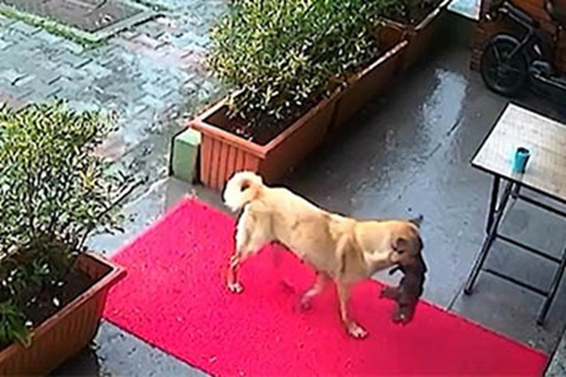 Sotto un temporale, ha portato tra i denti il suo piccolo in fin di vita fino a una clinica. Ora mamma e cuccioli stanno bene e cercano casa.