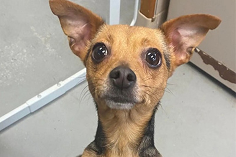 La cagnolina Trixie è stata trovata all’alba, tremante e legata a un cartello che vieta l’abbandono: ora è al sicuro e cerca una nuova vita.