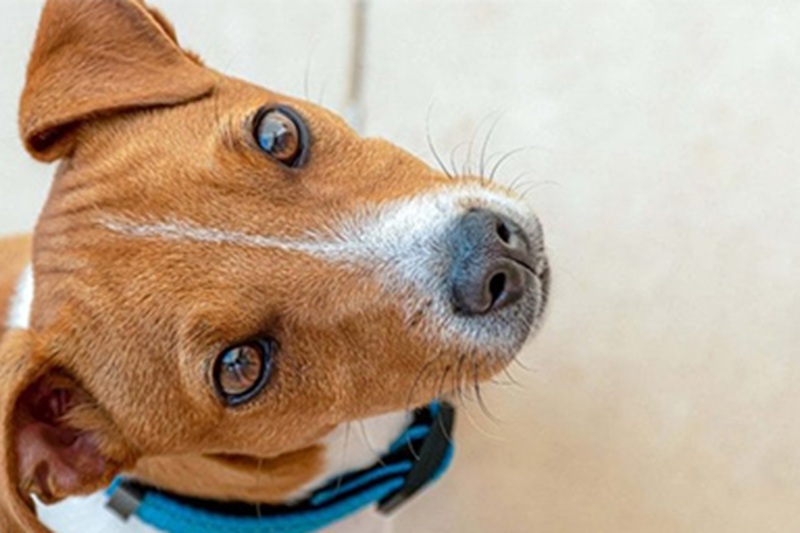 Il Jack Russell ha rischiato la vita dopo aver ingerito un pezzo di pannocchia, ma il pronto intervento dei militari lo ha riportato alla vita.