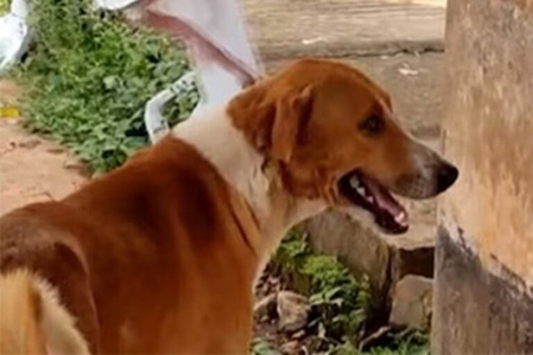 Da quattro mesi un cane aspetta fuori dall’obitorio dell’ospedale di Kannur il proprietario scomparso, senza mai allontanarsi dal luogo dell’ultimo saluto.