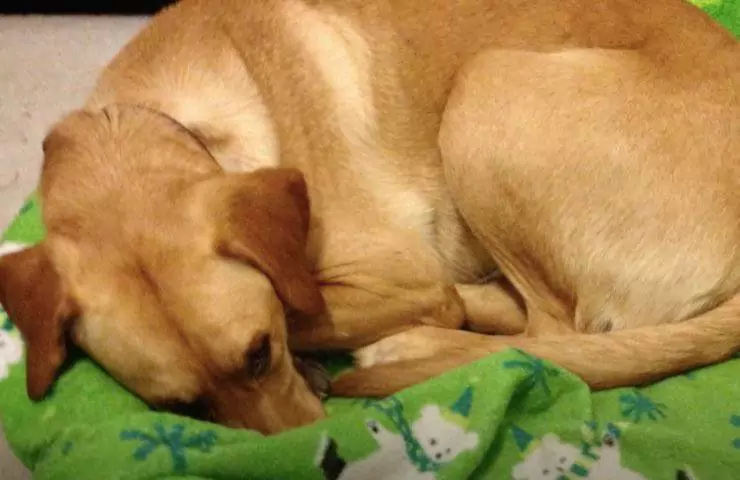 Dopo la morte improvvisa del compagno, una giovane trova la forza di ricominciare grazie ad Andromeda, la cagnolina che le ha salvato la vita.