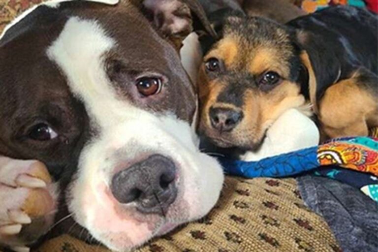 Remi consola e guida i cuccioli abbandonati accolti in casa dalla sua proprietaria, diventando un esempio di gentilezza, protezione e fiducia per ogni nuovo arrivo.