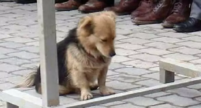 Durante il funerale del suo amato padrone, Cesur ha vegliato in silenzio davanti alla bara. Da allora, ogni giorno, torna da solo al cimitero.