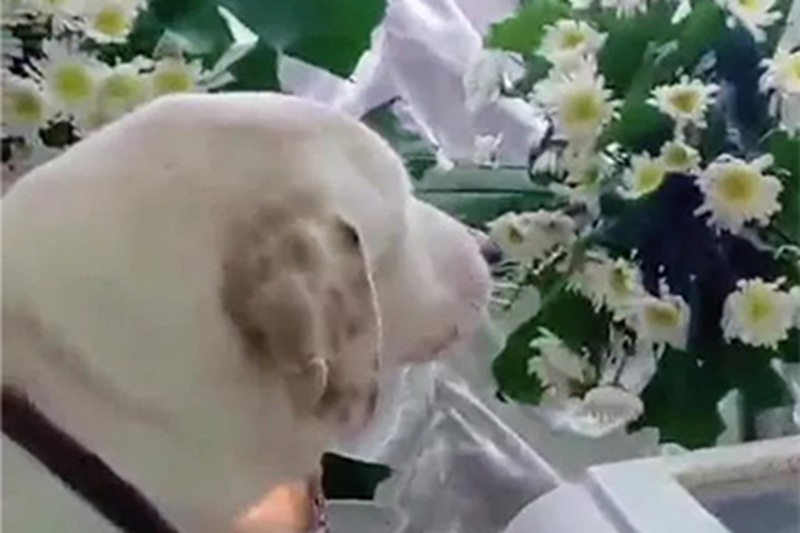 a vegliato il proprietario fino all’ultimo respiro e il giorno dopo è morto anche lui. Una storia d’amore e fedeltà che spezza il cuore.