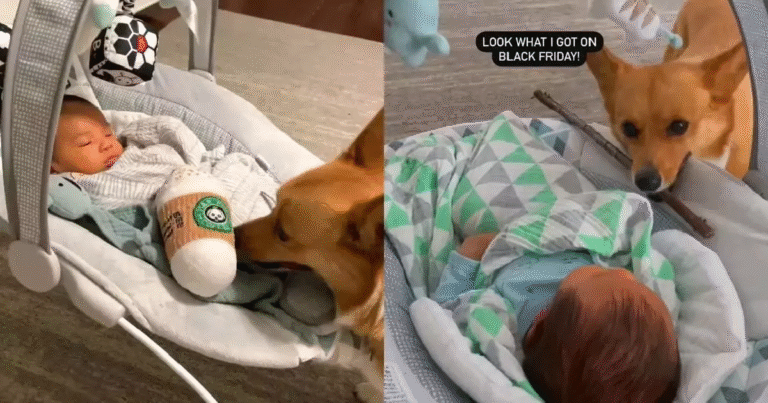 Lilo, il cane di Danny e sua moglie, inizialmente era geloso della gravidanza, ma poi ha sorpreso tutti con un gesto dolcissimo verso la neonata Koa.