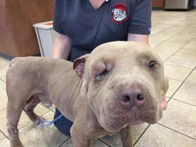 A soli cinque anni, Debo stava per essere abbattuto dai suoi padroni. Ma grazie ai veterinari e a un’associazione, oggi il Pitbull ha una nuova vita.