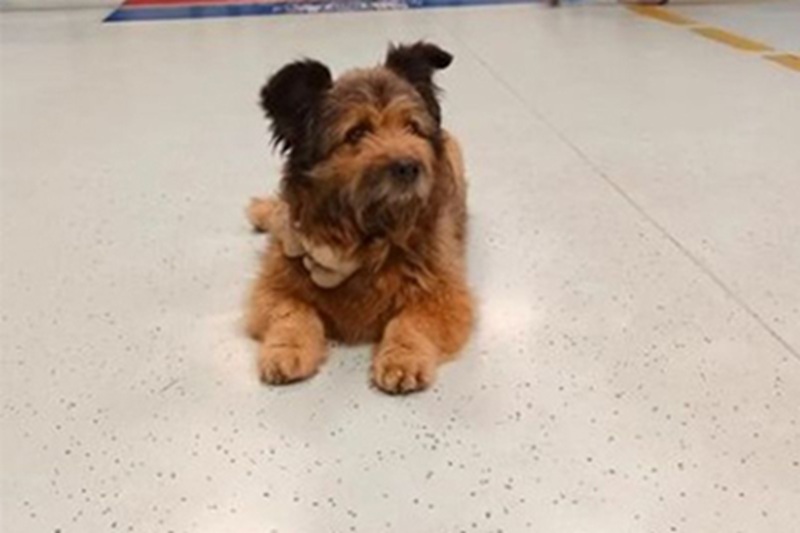 Il meticcio Francesco ha aspettato per ore davanti al triage dell’ospedale di Perugia il suo amico umano Italo, mostrando una fedeltà che commuove la città.