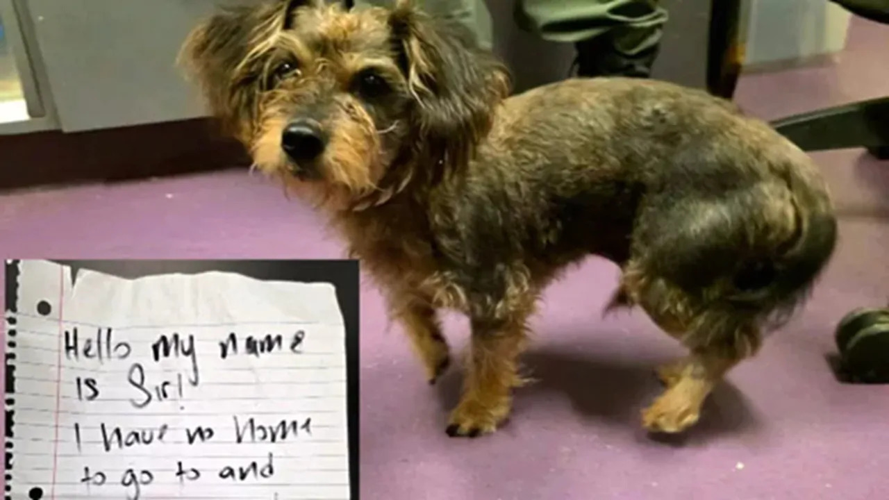 Il piccolo Sir Scotty viene trovato davanti a un supermercato in California, lasciato in un trasportino con un biglietto scritto a mano.