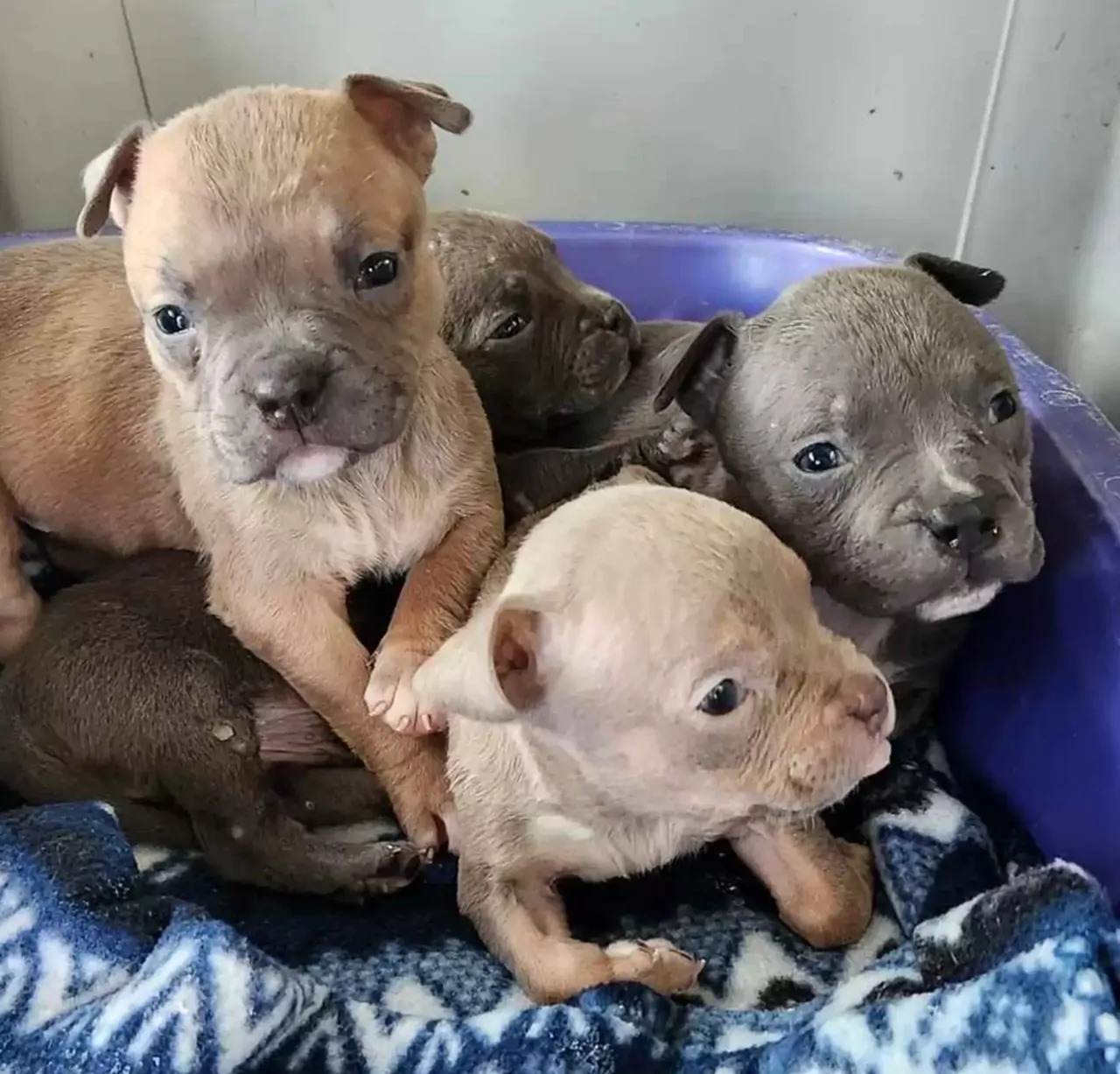 La cagnolina davanti al negozio di Jetersville ha attirato l’attenzione dei clienti, portando al salvataggio suo e dei suoi cuccioli.