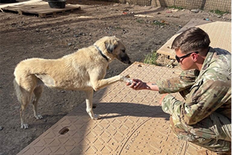 Durante una missione in Medio Oriente, alcuni soldati hanno salvato la cagnolina incinta Meatball e ora vogliono adottare lei e i suoi otto cuccioli.