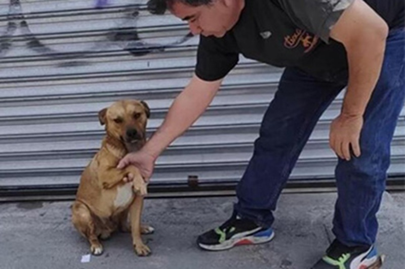 Carlos, cane randagio di Nuevo León, torna ogni giorno dal negoziante che l’ha nutrito e amato fino a conquistare la sua fiducia.