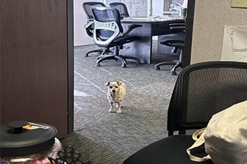 Una cagnolina trovata sola nel deserto degli Stati Uniti è stata salvata dopo giorni di paura tra lince e coyote: ora attende una nuova casa.