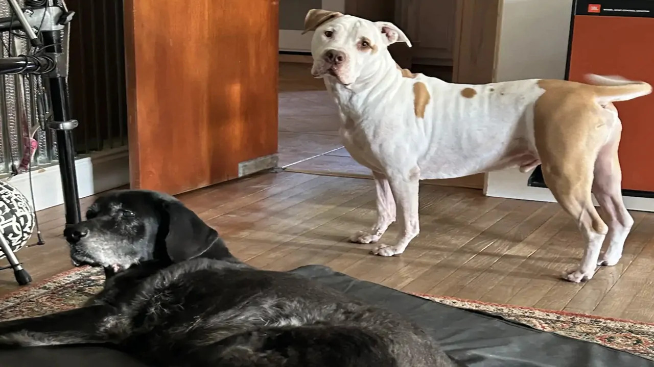 Il cane Vaughn affronta la perdita di Lex tornando ogni giorno al memoriale creato dalla famiglia nella loro casa.