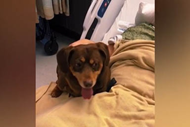 L’incontro tra un uomo ricoverato e la sua cagnolina Shorty ha sciolto il cuore di milioni di utenti sui social.