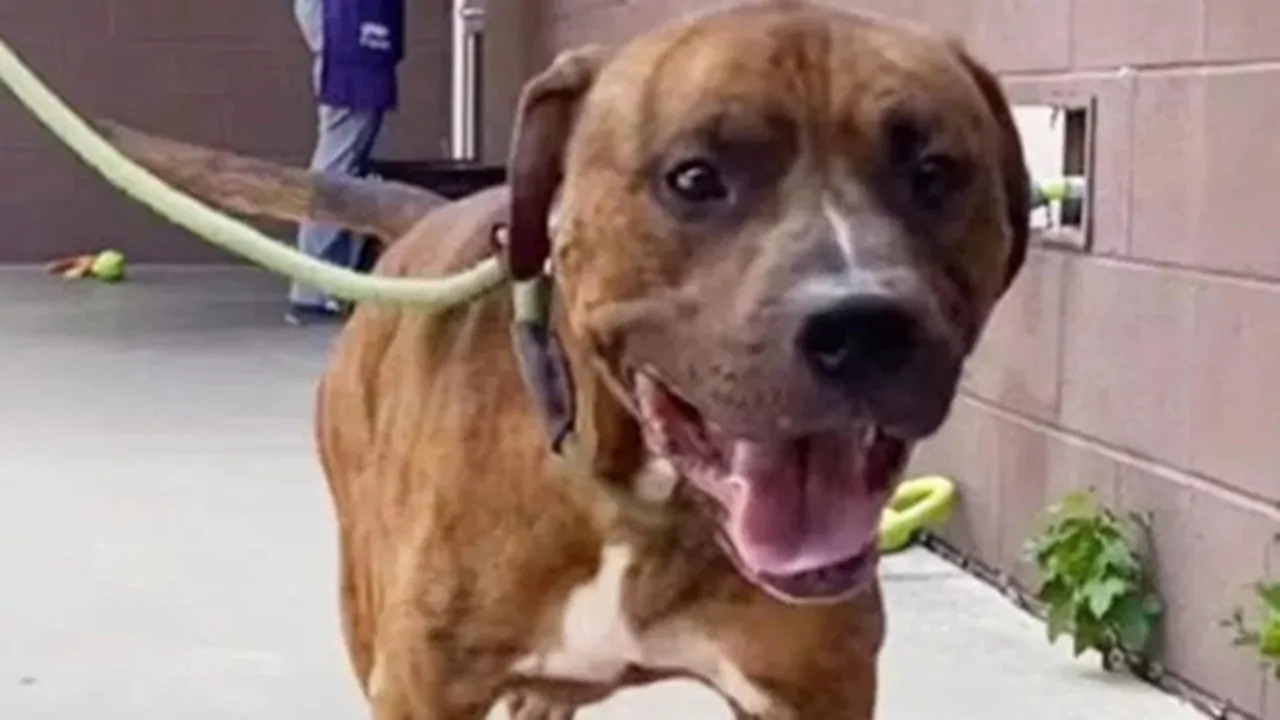 Graco attende una famiglia da tre mesi nel rifugio della DeKalb County Animal Services in Georgia, mostrando un sorriso che nasconde stress e solitudine.