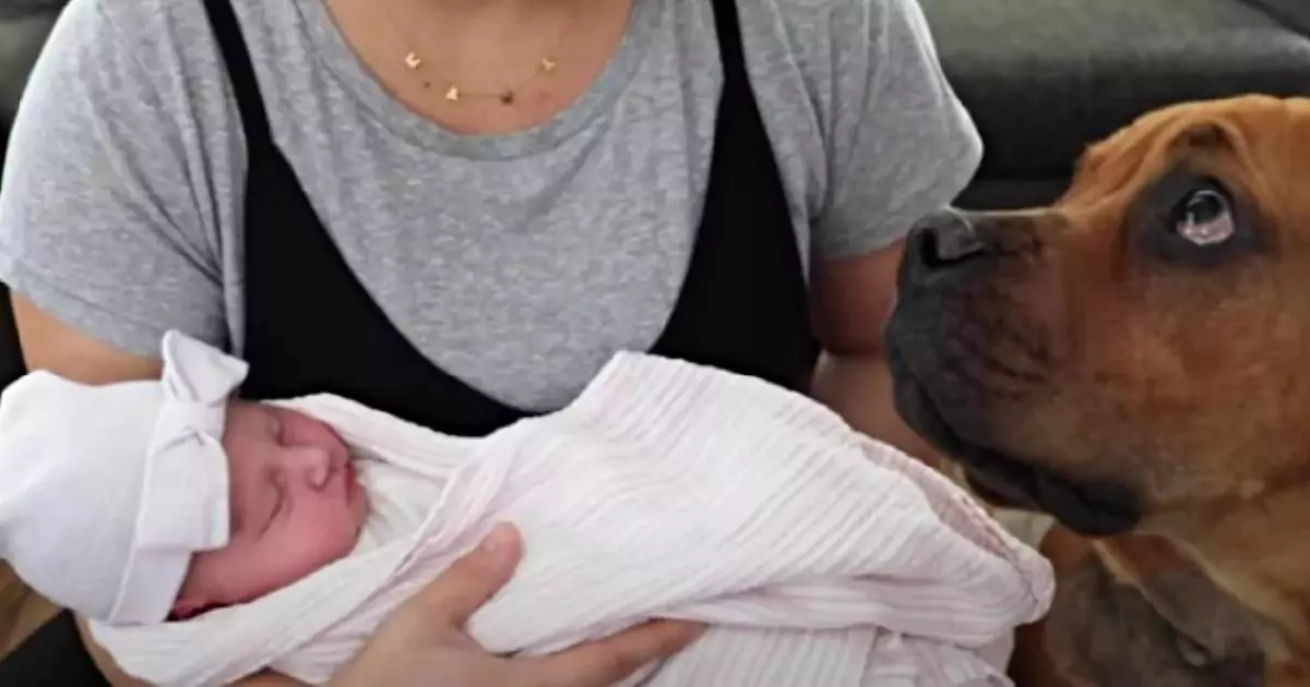 Rocky e Kelly temevano che il loro cane cieco reagisse male alla nascita della figlia, ma l’incontro tra Kobe e la piccola Capri ha sorpreso tutti per la sua dolcezza.