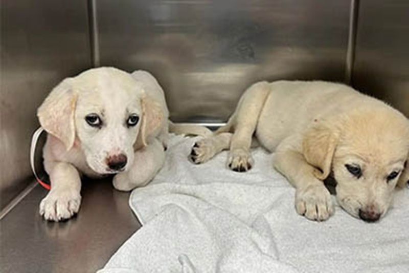 A Brewster, vicino New York, due cuccioli lanciati in un ruscello da un’auto in corsa sono stati salvati per miracolo da un passante e dallo staff dello Snarr.