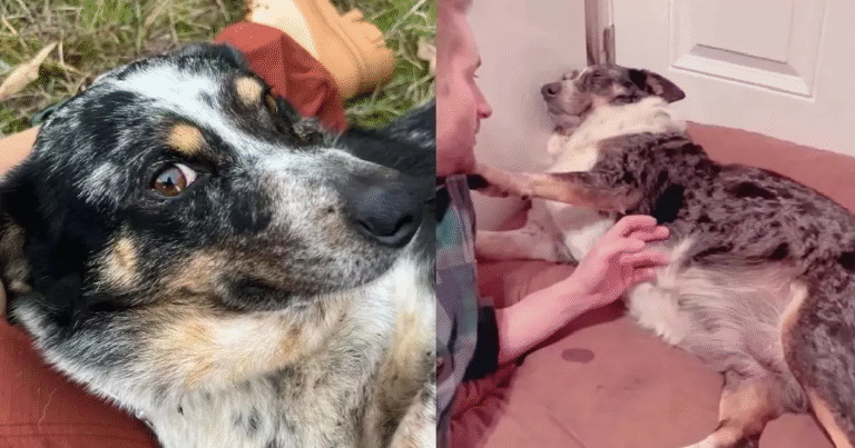 Trovata in pericolo da una donna in Texas, Winnie è stata salvata appena in tempo per dare alla luce i suoi cuccioli.