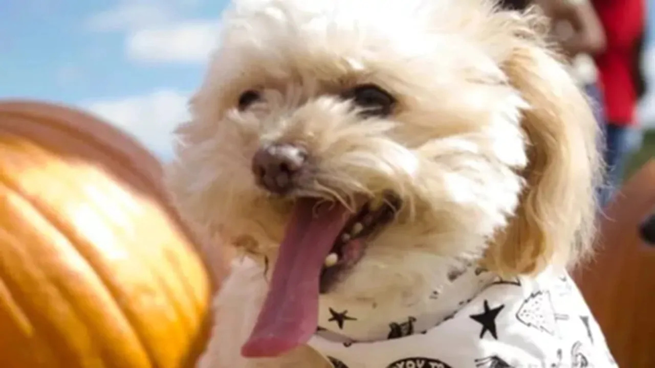 La cagnolina Luna sorprende la famiglia al momento dell’addio, rialzandosi e reagendo pochi istanti prima dell’eutanasia.
