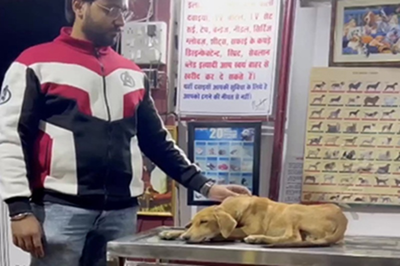 Un cagnolino investito e immobile in mezzo alla carreggiata è stato salvato all’ultimo istante da due volontari indiani. Oggi vive sereno grazie a chi non si è arreso.