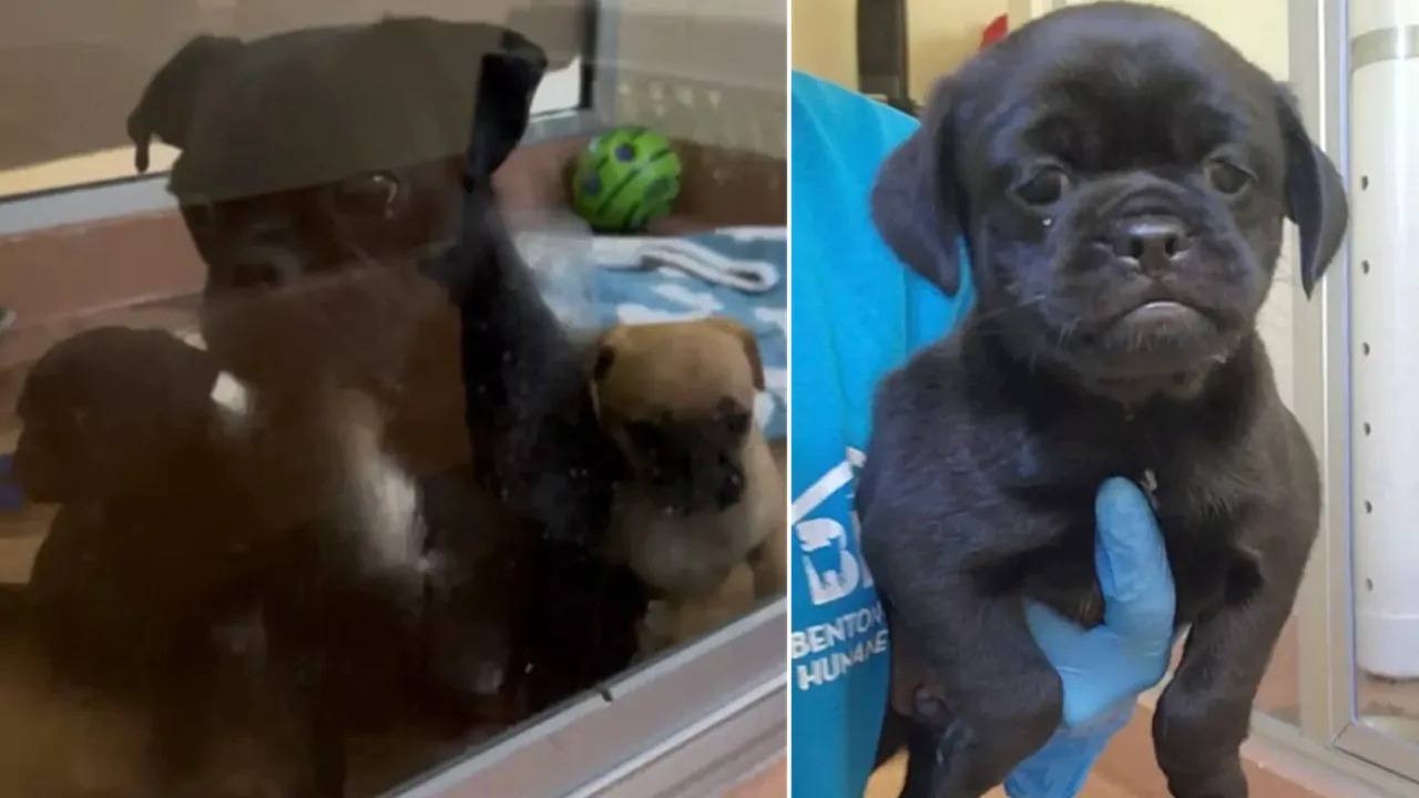 Il piccolo Mugsy attende ancora una famiglia, dopo aver visto mamma e fratellini lasciare il rifugio nello Stato di Washington.