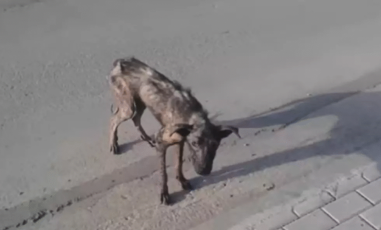 Ridotto a pelle e ossa e affetto da rogna, Billy era stato condannato dai veterinari. Ma una donna ha creduto in lui e gli ha regalato una seconda vita.