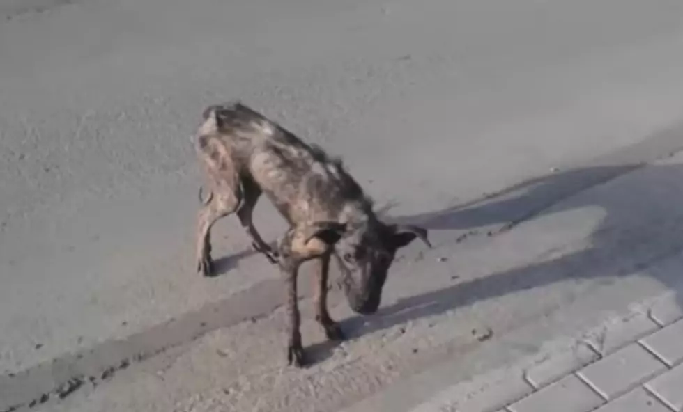 Ridotto a pelle e ossa e affetto da rogna, Billy era stato condannato dai veterinari. Ma una donna ha creduto in lui e gli ha regalato una seconda vita.