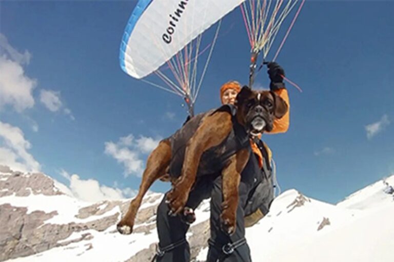 Una donna di 68 anni vola in parapendio con la sua Boxer, completando centinaia di voli e sfidando le critiche sul coinvolgimento degli animali.
