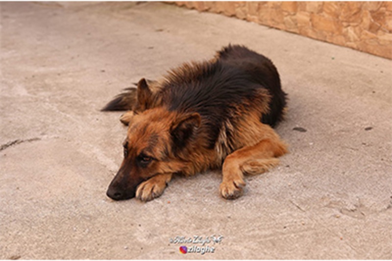 Il fedele Snoopy resta ogni giorno nel vicolo di fronte alla casa del suo padrone scomparso, mentre l’intero paese di Desulo lo accudisce con affetto. La fedeltà di Snoopy nel paese di Desulo A Desulo, piccolo centro di poco più di duemila abitanti in provincia di Nuoro, la storia di Snoopy sta emozionando l’intera rete. Il cane, un incrocio di Pastore Tedesco, continua a sostare giorno e notte nel vicolo che si trova davanti all’abitazione del suo proprietario, Baillu, venuto a mancare di recente. La scena richiama inevitabilmente il ricordo di Hachiko, il cane giapponese divenuto simbolo universale di fedeltà e rappresentato anche nel celebre film interpretato da Richard Gere. Secondo i residenti, Snoopy non ha mai interrotto quella sua presenza silenziosa: da quando il padrone è morto, il cane torna ogni giorno nello stesso punto, come se fosse convinto che l’uomo potesse riapparire da un momento all’altro. Il gesto di attesa, ripetuto con ostinazione, ha rapidamente attirato l’attenzione non solo degli abitanti del paese ma anche del web, che ha condiviso centinaia di volte la sua storia. Il racconto del fotografo Alberto Zilaghe A rendere noto il caso è stato Alberto Zilaghe, fotografo e videomaker, che ha pubblicato sulla sua pagina Facebook alcuni scatti di Snoopy. Lo stesso autore ha spiegato di aver deciso di diffondere quelle immagini per raccontare l’intensità del legame tra il cane e il suo padrone: «Ho scattato questa foto per evidenziare la tenerezza e di come l’affetto e la fedeltà di un animale è tale che supera perfino la morte». Nelle sue parole emerge il tentativo di far comprendere come la presenza di Snoopy nel vicolo non sia un fatto isolato, ma un rituale quotidiano, dettato da un affetto che non si è mai interrotto, nemmeno dopo la scomparsa di Baillu. Il fotografo chiarisce anche che Snoopy non è un randagio. Il cane, infatti, viene seguito costantemente dai parenti del suo proprietario e da tante persone del paese, che si prendono cura di lui con grande attenzione. Riceve cibo, acqua, carezze, una cuccia e nei mesi più freddi addirittura una casa riscaldata dove può ripararsi. Un affetto collettivo che non vuole sostituire il padrone, ma accompagnare un cane rimasto solo pur non essendo mai abbandonato. Una storia che conquista il web In poche ore le fotografie e il racconto hanno fatto il giro dei social, dando a Snoopy una notorietà inaspettata. Molti utenti hanno espresso emozione e gratitudine per la sensibilità dell’intera cittadina, capace di circondare il cane di attenzioni senza spezzare quel filo invisibile che continua a legarlo a Baillu. La sua attesa commovente, che si ripete ogni giorno nello stesso angolo di strada, ha trasformato Snoopy nel simbolo di una fedeltà pura e senza condizioni.