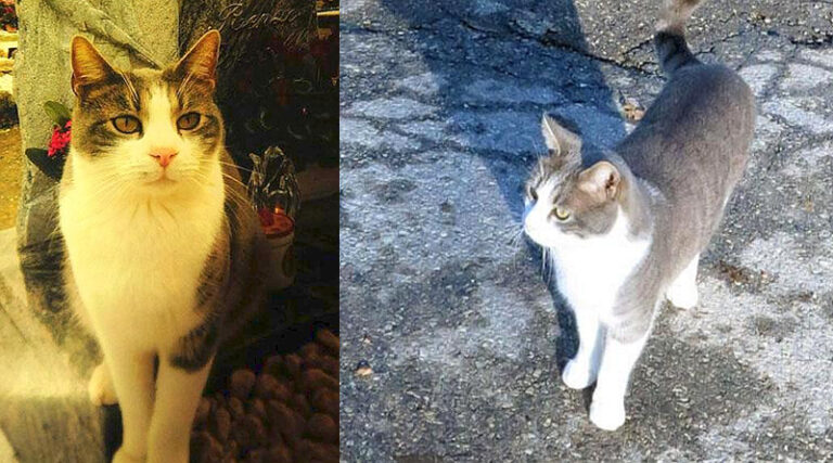Dal 2011, il gatto Toldo visita ogni mattina il cimitero di Pistoia per lasciare piccoli doni sulla tomba del suo amato proprietario.