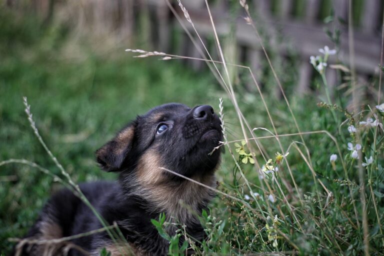 Durante una passeggiata nei campi viene trovato un piccolo animale nascosto nell’erba. Spaventato ma fiducioso, viene recuperato e accolto in un ambiente sicuro.
