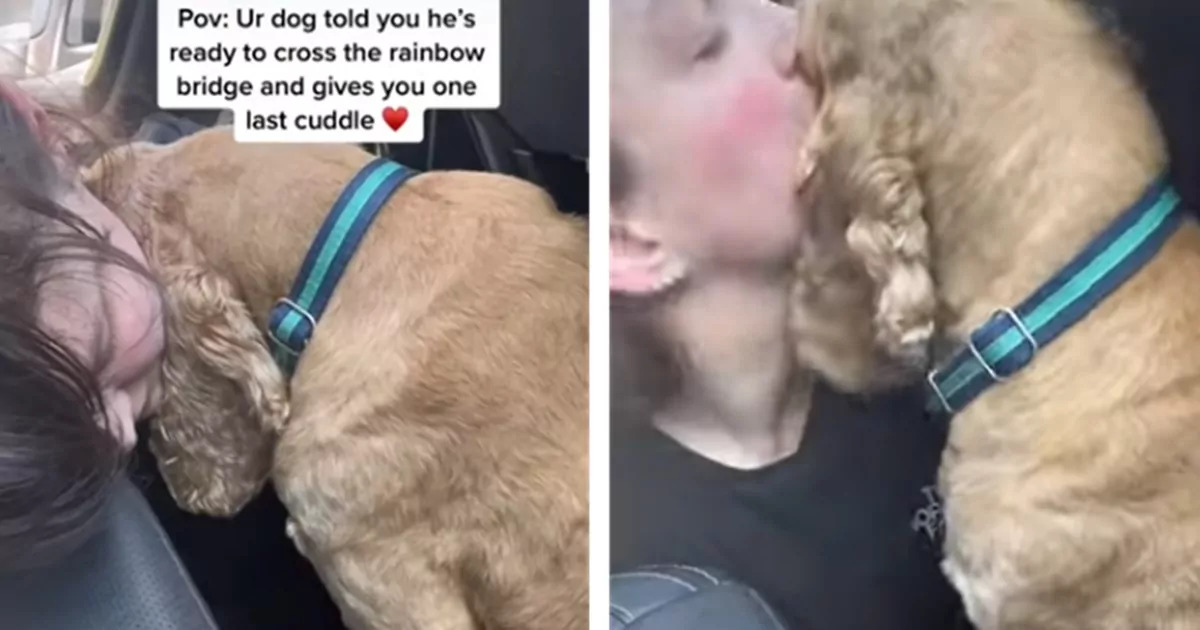 La giovane Rachel March accompagna il suo cocker Bowie nel suo ultimo momento dopo 13 anni insieme, scegliendo di liberarlo dalle sofferenze.