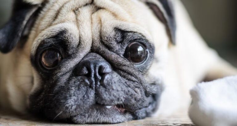 In un negozio di animali una cucciola con crisi epilettiche attendeva una decisione. Un incontro casuale diventa una scelta consapevole e una nuova vita condivisa.