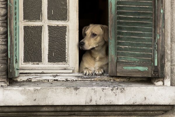 Un cane racconta l’attesa disperata dopo l’abbandono, la paura delle auto e l’incontro con una donna gentile, convinto che la sua mamma tornerà a prenderlo.