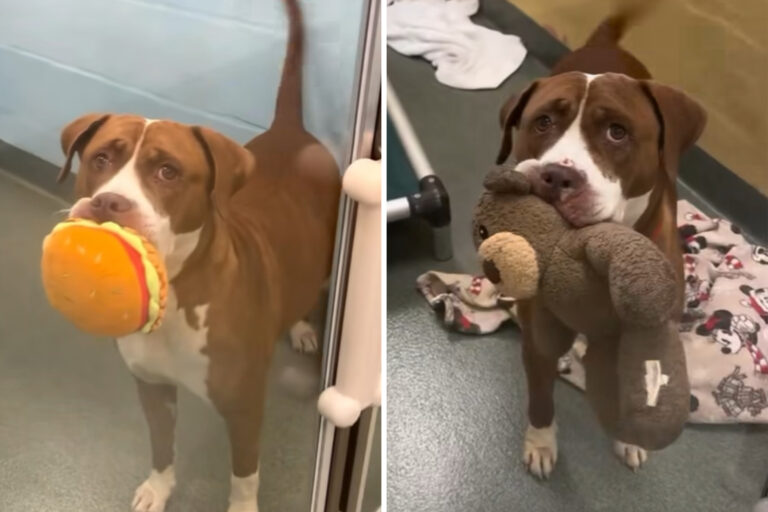 Bruno ha vissuto sei anni in rifugio, ignorato perché adulto e grande. Con una scimmietta come conforto, ha aspettato finché qualcuno ha scelto di dargli casa.