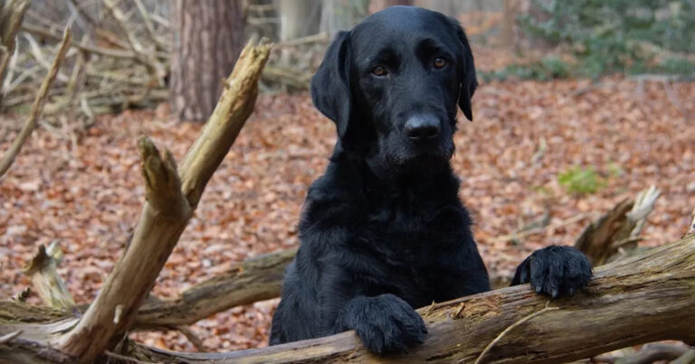 Ginevra, una bambina siciliana, incontra una cagnolina abbandonata sull’Etna e, contro il parere dei genitori, arriva allo sciopero della fame pur di adottarla.