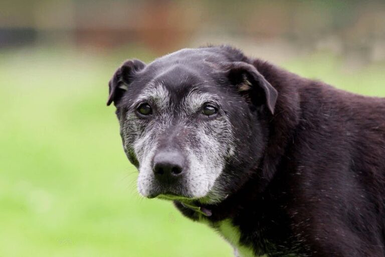 Maxi viene lasciata in un rifugio proprio nel giorno del suo compleanno. Dopo anni in famiglia, resta sola. Sei giorni dopo muore senza rivedere chi credeva la amasse.