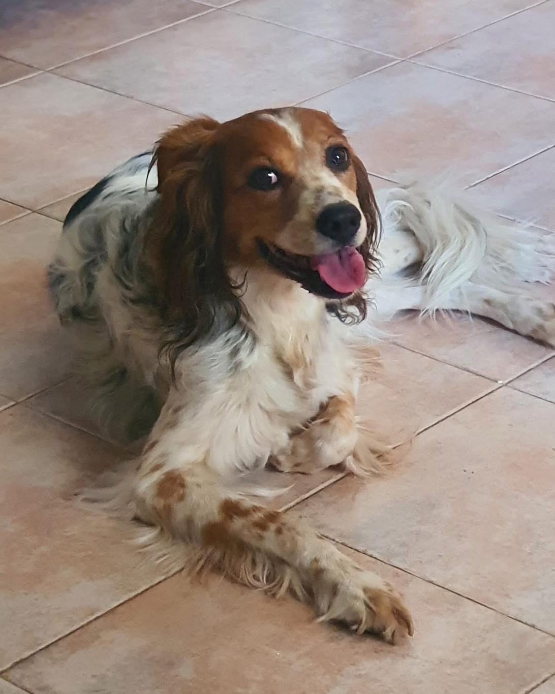 Una cagnolina si addormenta da sola, con dignità, per risparmiare ai suoi proprietari la scelta più dolorosa: il suo ultimo atto d’amore diventa il simbolo di un legame eterno.