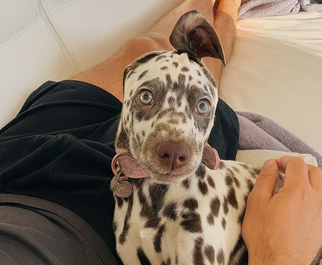 Naya, cucciola giudicata “troppo vivace”, ha atteso a lungo dietro una rete che qualcuno la notasse. La sua adozione ha trasformato una vita — e non solo la sua.