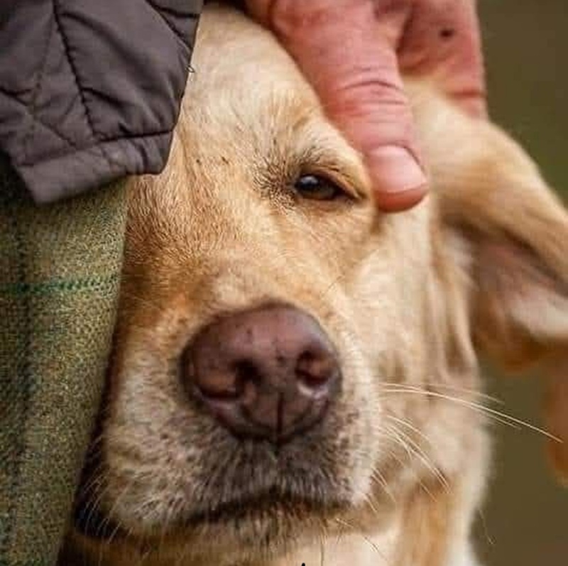 Oggi ho adottato il tuo cane: la storia che denuncia un abbandono e racconta una rinascita Un cane lasciato per strada dopo sette anni ritrova una casa, riceve cure e scopre di nuovo fiducia e amore grazie a chi ha scelto di adottarlo. Il ritrovamento e le condizioni del cane abbandonato Quando è stato soccorso, il cane aveva il corpo provato e lo sguardo spento. Aveva perso peso, tremava a ogni rumore e teneva la testa bassa come se temesse qualsiasi gesto umano. Era stato lasciato per strada dopo sette anni di vita in famiglia, senza una spiegazione, senza un ultimo sguardo. Le sue condizioni fisiche raccontavano un passato recente di sofferenza: pulci, ipotermia, febbre e un evidente stato di shock. Il suo abbandono ha sollevato molti interrogativi sulle motivazioni che possono portare qualcuno a considerare “un peso” un animale che per anni ha condiviso casa, affetto e quotidianità. Le ipotesi ricorrenti – un trasloco, l’arrivo di un figlio, una presunta allergia o un improvviso giudizio sul suo carattere – non cancellano l’atto compiuto e la sua gravità. La nuova vita e le difficoltà dei primi giorni L’adozione è arrivata in un momento decisivo, quando il cane aveva bisogno urgente di cure e di una presenza stabile accanto a sé. Nei primi giorni nella nuova casa non giocava, non mangiava, restava immobile e sembrava incapace di fidarsi. Ogni carezza lo sorprendeva, ogni gesto affettuoso richiedeva tempo per essere compreso. L’impegno richiesto è stato grande, perché il dolore dei cani abbandonati si manifesta anche quando il corpo comincia a stare meglio. La tristezza e la diffidenza sono state affrontate con calma, gentilezza e routine rassicuranti. L’obiettivo era ricostruire la sua sicurezza interiore, ricordargli che esistono mani che proteggono e non fanno male. Giorno dopo giorno, piccoli segnali hanno mostrato i primi progressi: uno sguardo più aperto, una coda che iniziava a muoversi, un passo avanti verso la ciotola. Il riscatto e la promessa di una vita dignitosa Oggi il cane ha una cuccia calda, un luogo stabile e qualcuno che lo accompagna in ogni passo del suo percorso. Ha trovato una casa dove resterà fino all’ultimo dei suoi giorni, circondato da amore, rispetto e presenza costante. La promessa è semplice ma totale: offrirgli una vita dignitosa, insegnargli di nuovo che esistono affetto, cura e fiducia. Ogni cambiamento richiede tempo, ma la direzione è già chiara. E mentre lui impara a fidarsi, è evidente che chi lo ha abbandonato ha perso per sempre qualcosa di irrecuperabile: la possibilità di conoscere la bellezza, la fedeltà e il valore di un essere vivente che avrebbe continuato ad amarli senza condizioni.